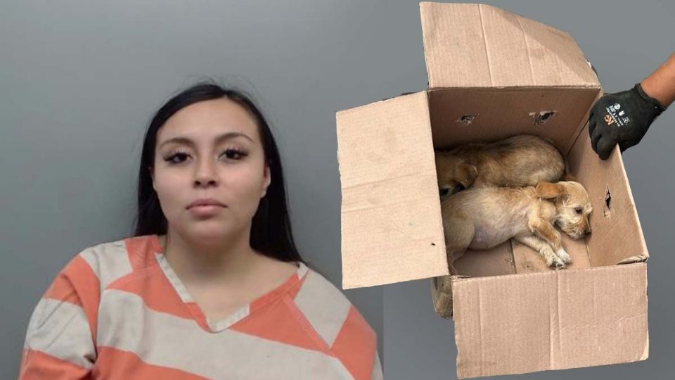 Abandonó a perritos frente a su casa y uno de ellos murió