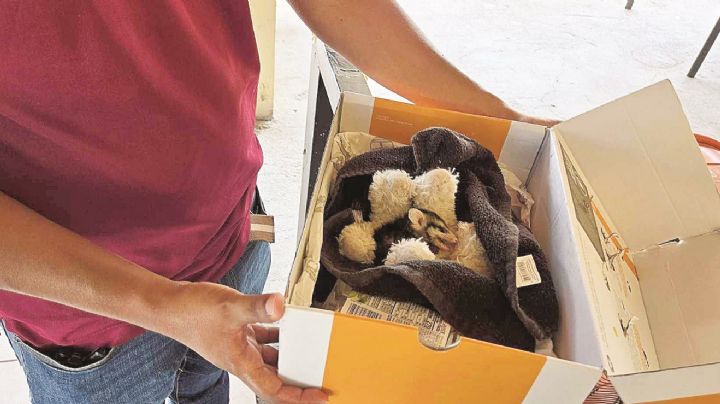 ‘Reclaman’ animales espacios naturales en Nuevo Laredo