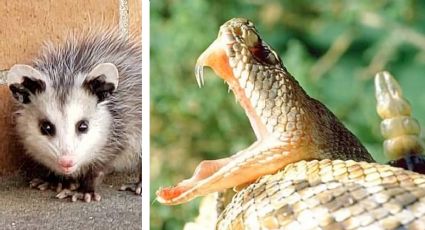 Tlacuache vs. víbora de cascabel: esto pasa cuando se encuentran frente a frente | VIDEO