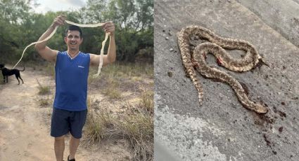 Por intenso calor en Nuevo Laredo, víboras de cascabel buscan refugio cerca de humanos