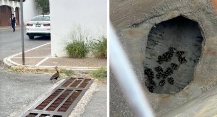 Rescatan a 21 patitos bebés de guardaganado; madre graznaba en busca de ayuda