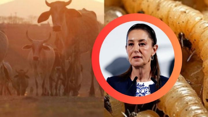 ¿Cuál es el estado de salud de las seis personas infectadas por el gusano barrenador?