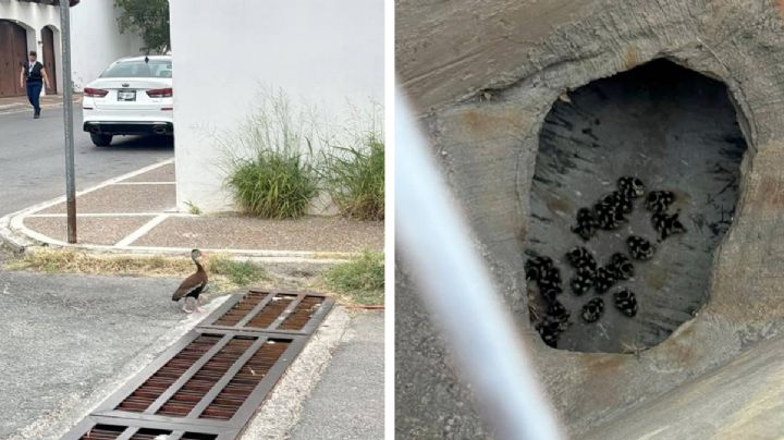 Rescatan a 21 patitos bebés de guardaganado; madre graznaba en busca de ayuda