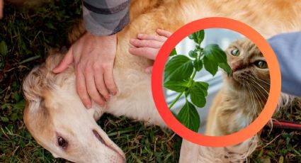 ¿Flor o veneno?, la planta que muchos tienen en casa y podría ser mortal para tus mascotas