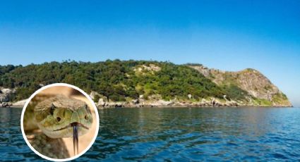 Serpientes no permiten la vida humana en esta isla; se encuentra en un lugar paradisíaco