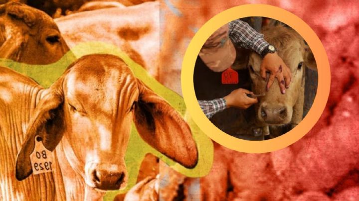 Gusano barrenador en México: ¿cómo fue que regresó esta plaga si ya estaba extinguida?