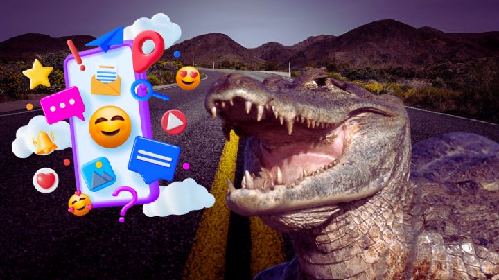 Un caimán causó sorpresa en una autopista de EU; su apariencia era inusual