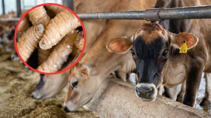 Nuevos casos de gusano barrenador provocan el cierre de la frontera con EU para el ganado mexicano