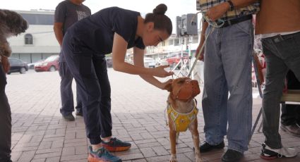 Jornada de vacunación gratuita para perros y gatos en Nuevo Laredo; ¿dónde y a qué hora?