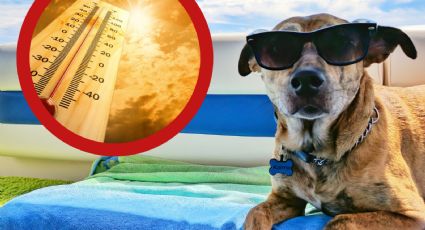 Altas temperaturas: aspectos que debes considerar para cuidar a tus mascotas del calor
