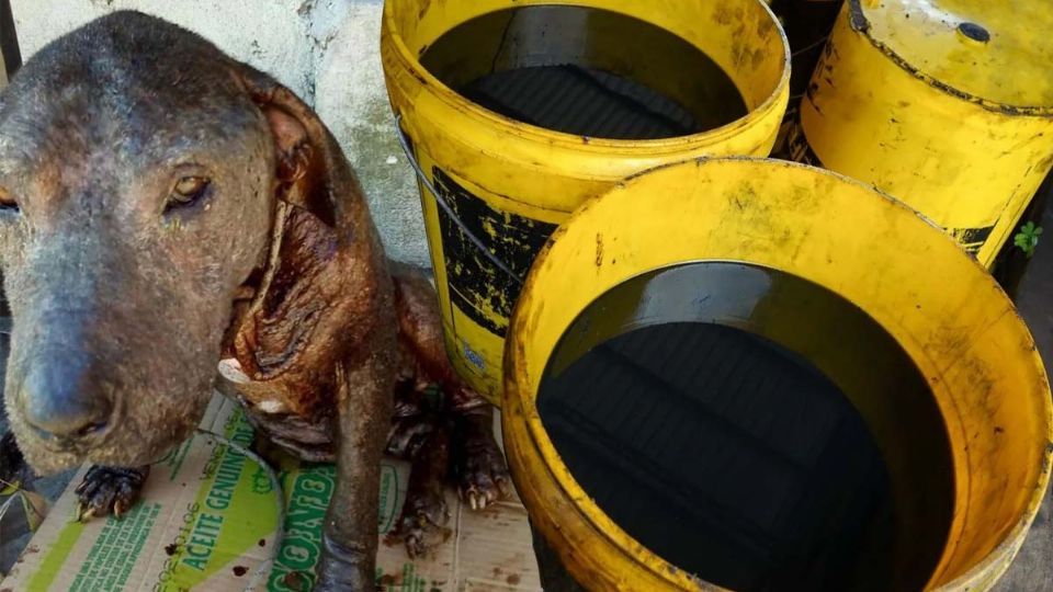 ¿El aceite quemado cura la sarna?