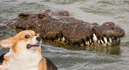 Cocodrilo es captado nadando con el cuerpo de un perrito; imágenes causan indignación | VIDEO