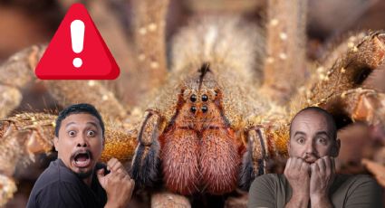 Araña bananera causa temor en el mundo al ser considerada la más peligrosa; ya está en México