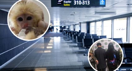 Atrapan a dos traficantes de monos en el aeropuerto; delincuentes los ocultaban en su ropa interior