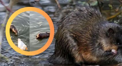 ¿Rata gigante o capibara?; captan roedor de gran tamaño en parque cultural | VIDEO