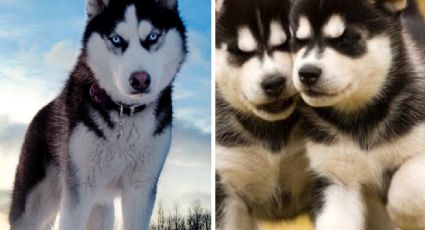 Es uno de los perros más hermosos, pero es la raza más abandonada por sus dueños