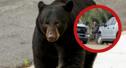 Estados Unidos: oso se come a abuelito y su perro; autoridades acaban con 3 bestias | VIDEO