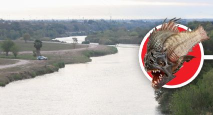 ¿Qué pasaría si introducen pirañas al Río Bravo?