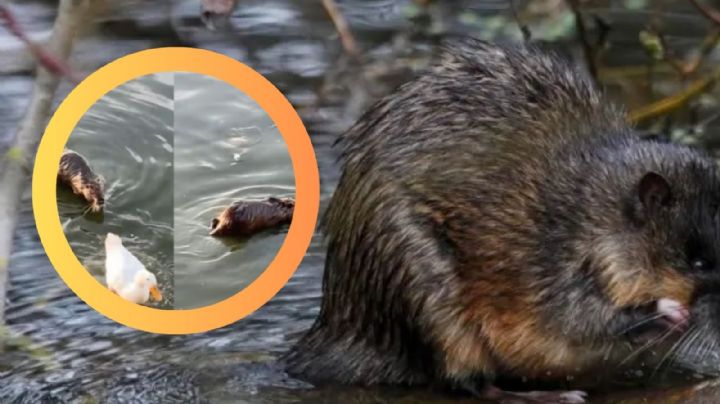 ¿Rata gigante o capibara?; captan roedor de gran tamaño en parque cultural | VIDEO