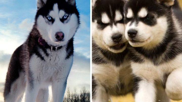 Es uno de los perros más hermosos, pero es la raza más abandonada por sus dueños