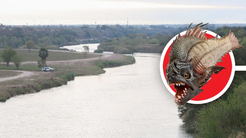 ¿Pirañas en el Río Bravo?