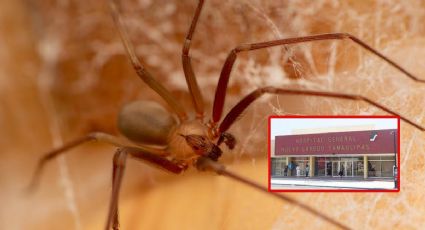 Araña violinista ataca en Nuevo Laredo; atienden a hombre en el Hospital General