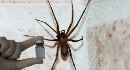 Araña violinista: esto cuesta en México el antídoto contra la mortal picadura