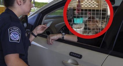 CBP asegura aves, frutas y chinches en el Puente Internacional 'Juárez-Lincoln'; así fue el decomiso