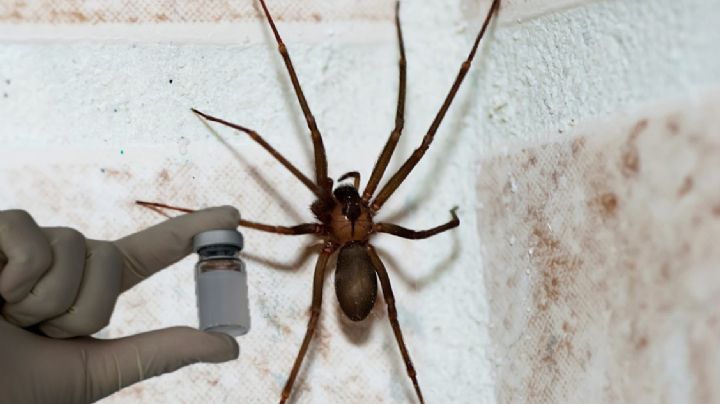 Araña violinista: esto cuesta en México el antídoto contra la mortal picadura