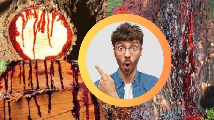 El árbol mexicano que 'sangra' cuando lo cortas; un fenómeno natural intrigante