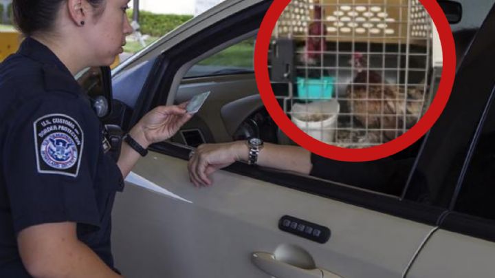 CBP asegura aves, frutas y chinches en el Puente Internacional 'Juárez-Lincoln'; así fue el decomiso