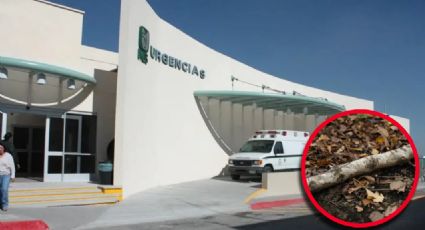 Hombre muere aplastado por una rama de árbol; agonizó un día entero