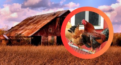 Este animal nació de una cruza y aún así, pocos conocen su verdadero poder