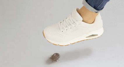 ¿Por qué es tan peligroso pisar una garrapata?