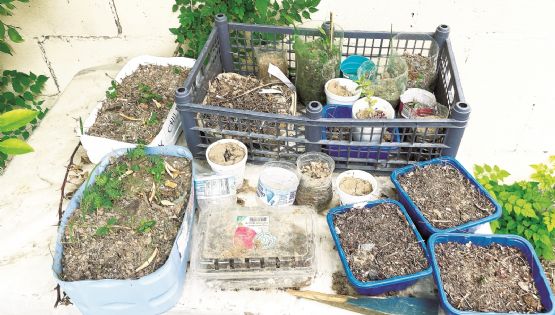 Da CBTis apoyo al medioambiente y la naturaleza