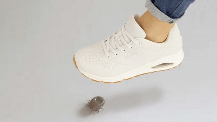 ¿Por qué es tan peligroso pisar una garrapata?