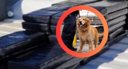 DPS: perro olfatea y lo capturan con más 15 kilos de polvo blanco valorados en 400 mil dólares