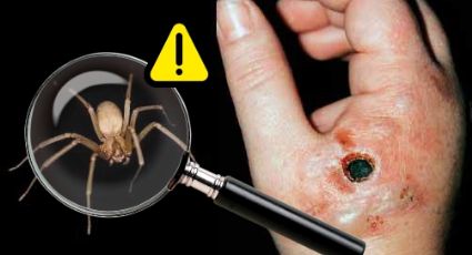 Araña violinista: ¿la hembra  es más peligrosa que el macho?; estas son sus diferencias