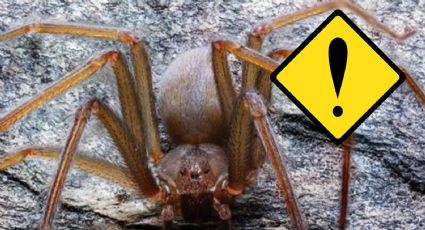 Araña violinista: alerta por ataque de este letal arácnido en este estado de México; van 8 casos