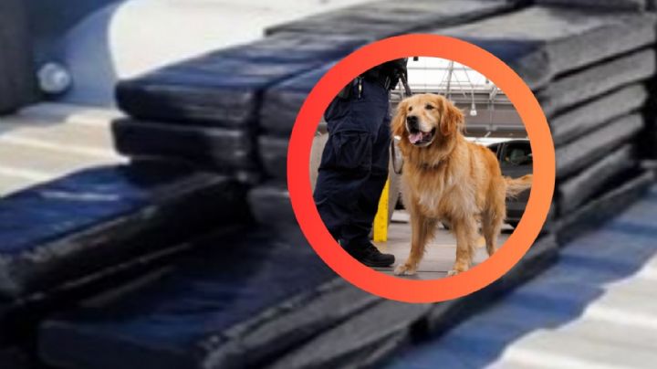 DPS: perro olfatea y lo capturan con más 15 kilos de polvo blanco valorados en 400 mil dólares