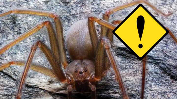 Araña violinista: alerta por ataque de este letal arácnido en este estado de México; van 8 casos