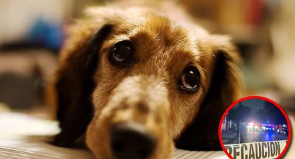 Abuelita murió tirada por sus perros; quería evitar que escaparan de su casa