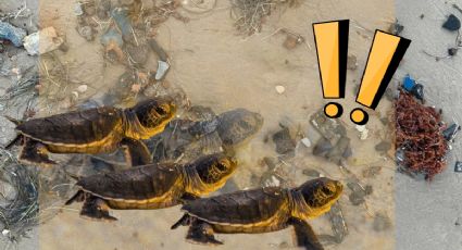 Basura espacial cae en playa de Tamaulipas: 'ponen en riesgo a tortugas', reclama ciudadanía