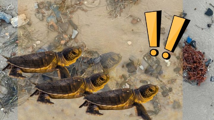 Basura espacial cae en playa de Tamaulipas: 'ponen en riesgo a tortugas', reclama ciudadanía