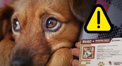 CURP para perros y gatos es obligatorio en 2025; ¿hay multa por no registrar a tus mascotas?
