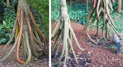 Conoce el árbol del sur de México que 'camina'; descubren su secreto para desplazarse