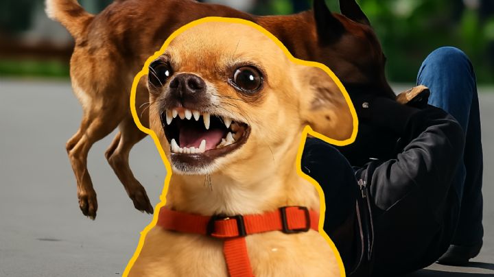 Por estas razones los perros les ladran a algunas personas y a otras no