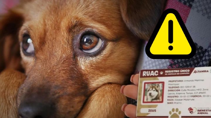 CURP para perros y gatos es obligatorio en 2025; ¿hay multa por no registrar a tus mascotas?
