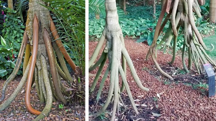 Conoce el árbol del sur de México que 'camina'; descubren su secreto para desplazarse