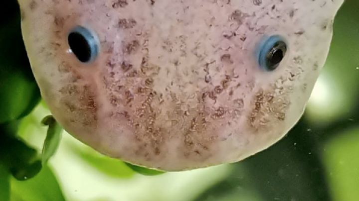 Esta criatura es capaz de regenerar la mayor parte de su cuerpo y es 100% mexicana